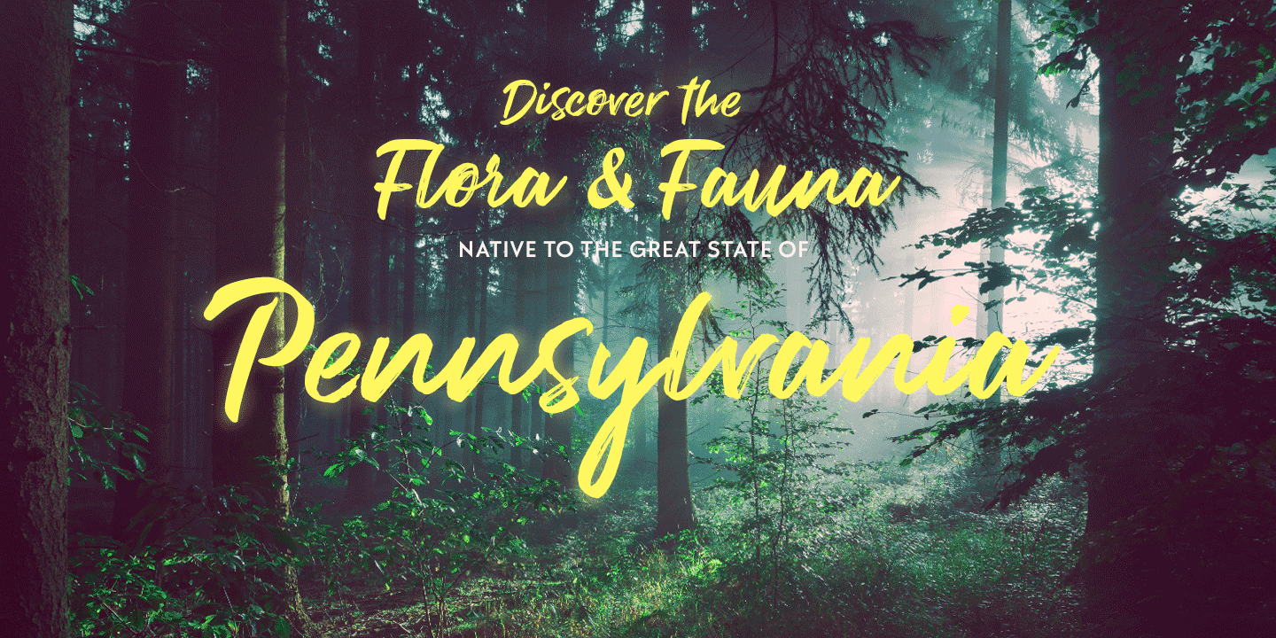 Brush Marker Font Poster #1