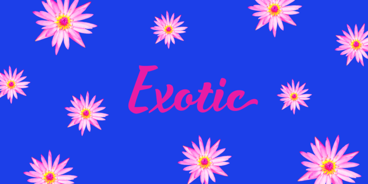 Waialua Font Poster #1
