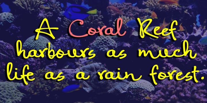 Coral Pro Font Poster #4