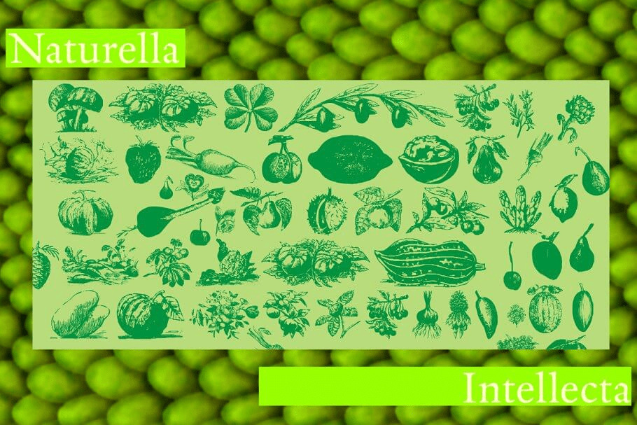 Naturella Font Family Poster