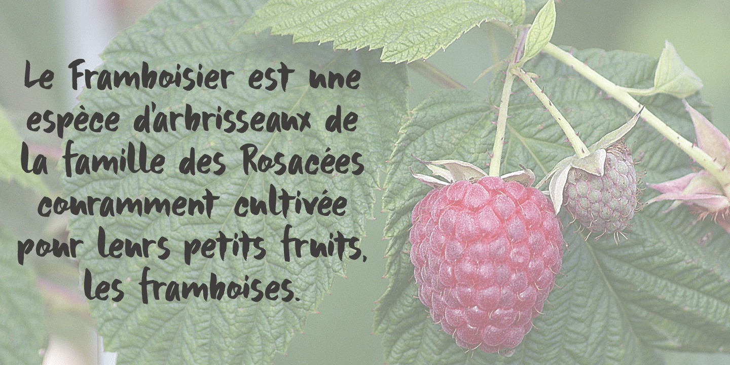 Framboisier Font Poster #1
