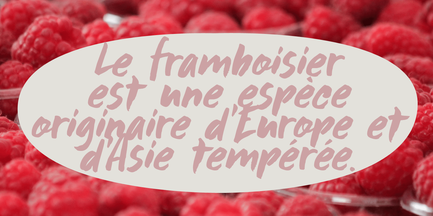 Framboisier Font Poster #1