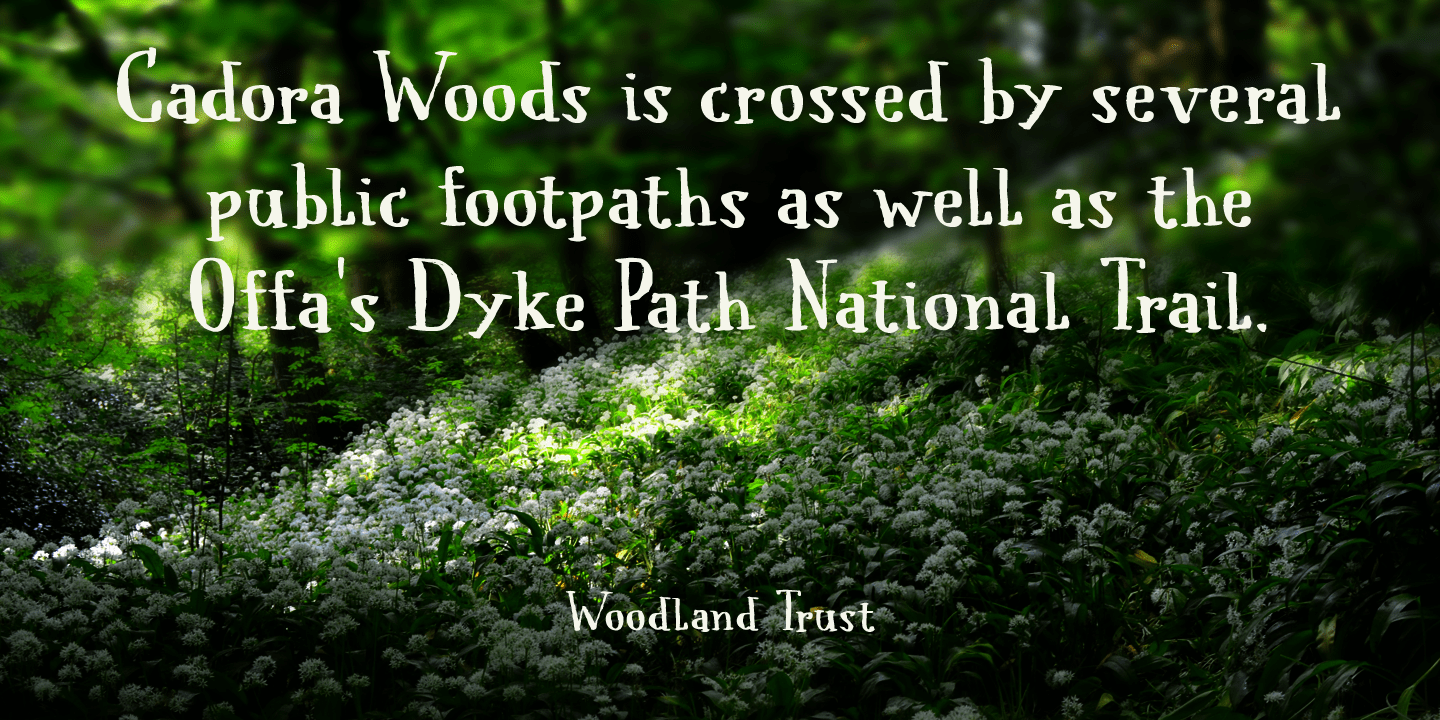 Cadora Woods Font Poster #1