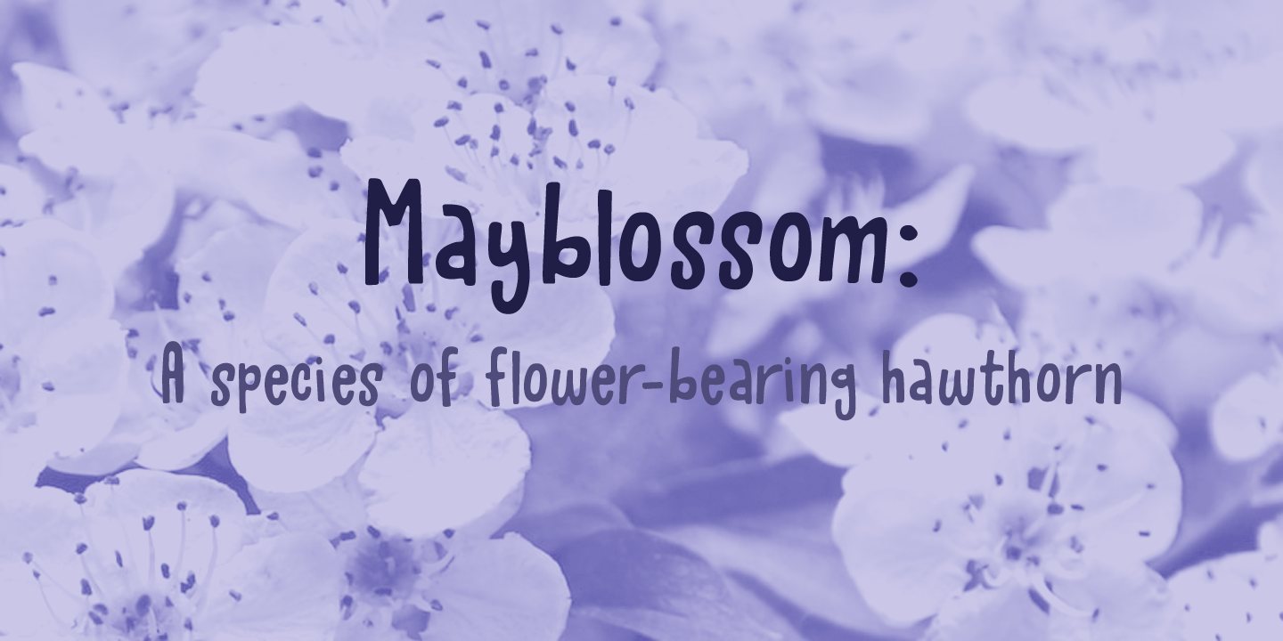 Mayblossom Font Poster #1