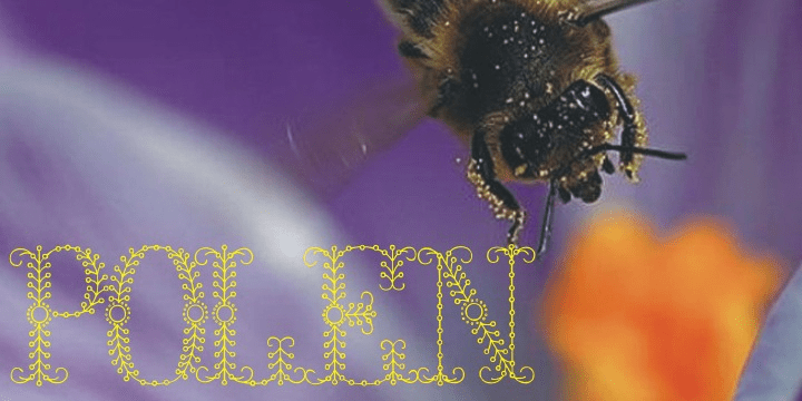 Polen Font Poster #1