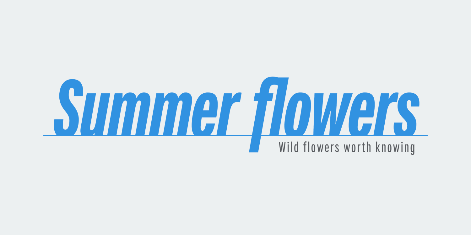 Fairweather Font Poster #1