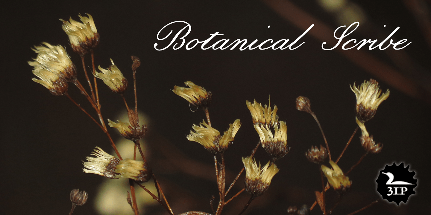 Botanical Scribe Poster