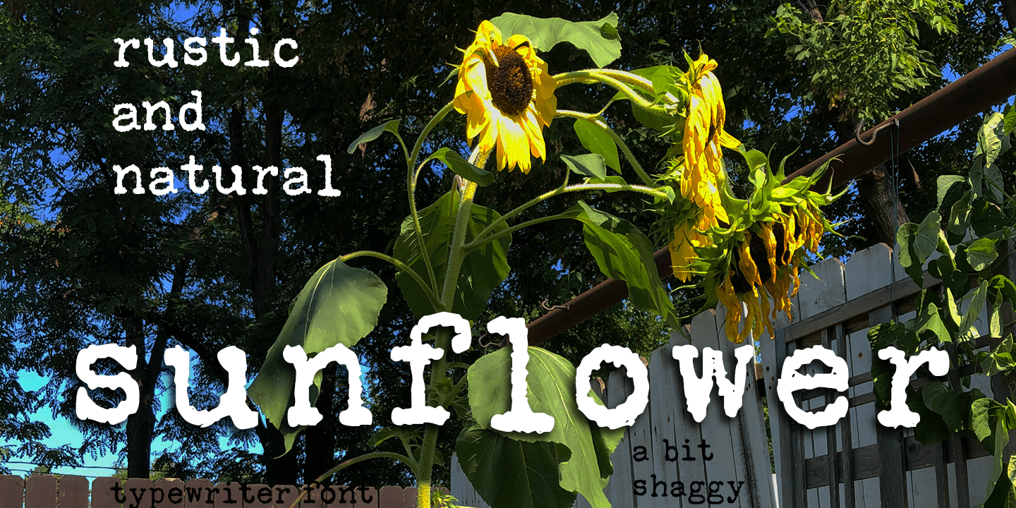 Sunflower Font Poster #1
