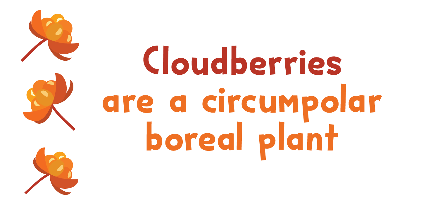 Bakeapple Font Poster #1