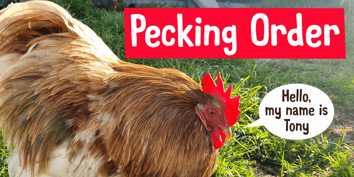 Pecking Order Font Poster #1