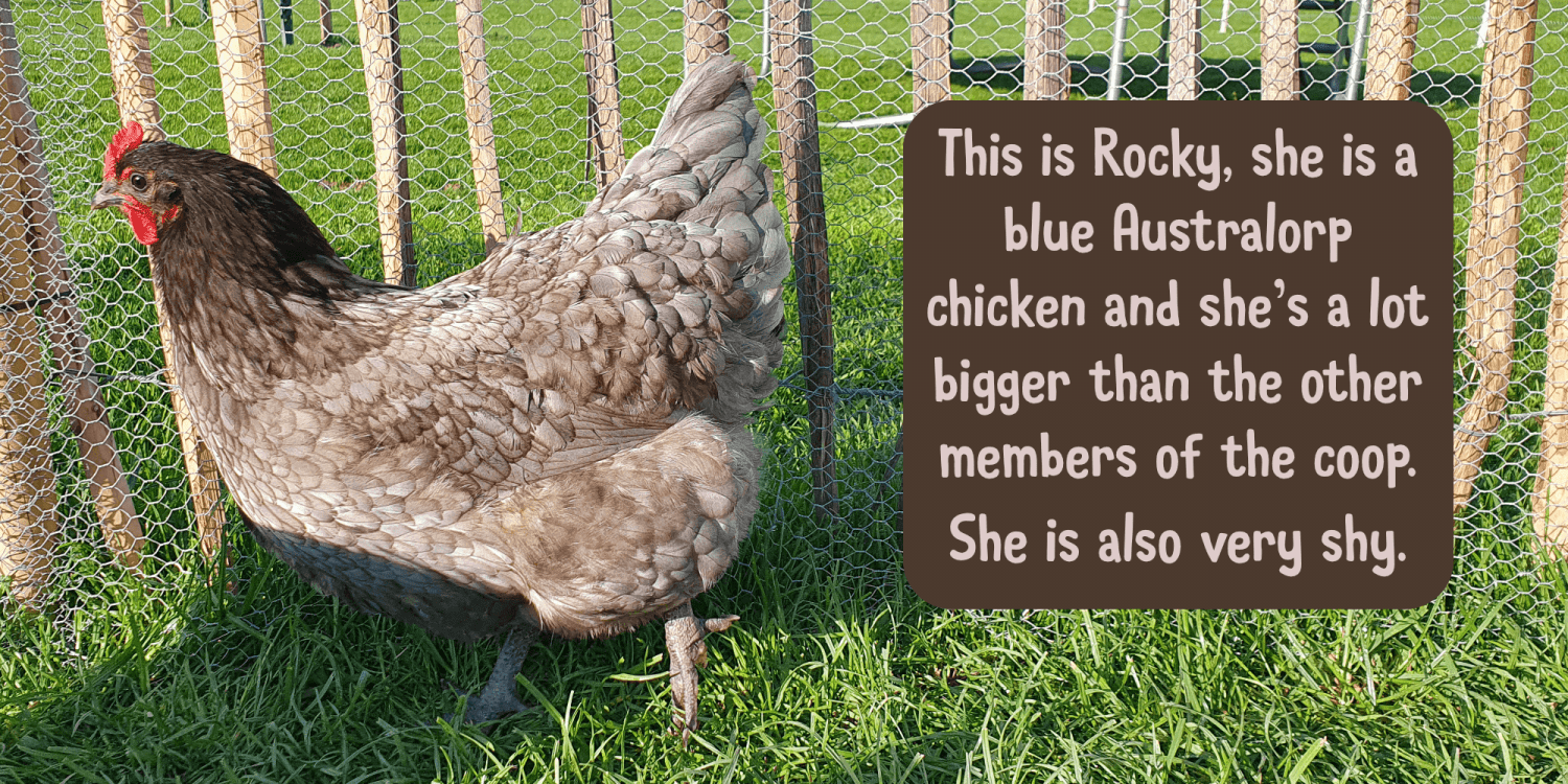 Pecking Order Font Poster #1