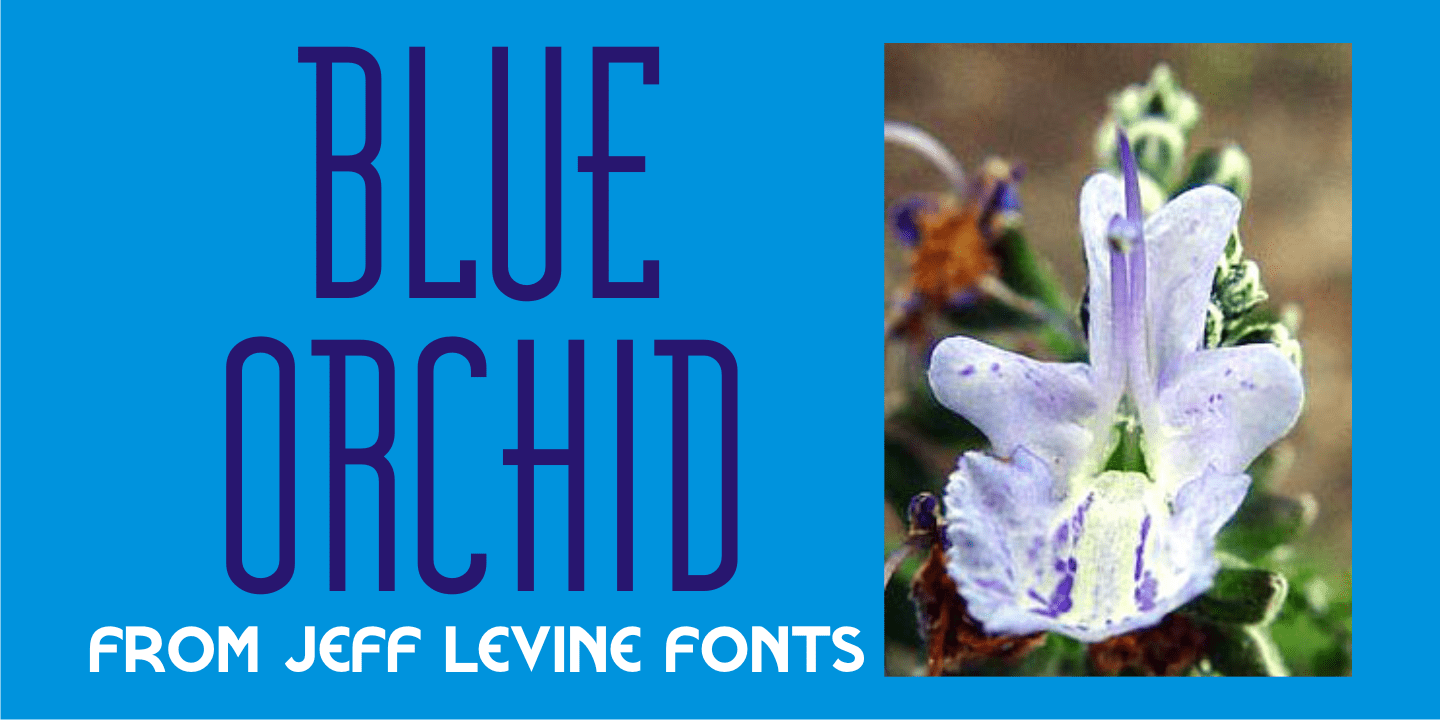 Blue Orchid Font Family Poster