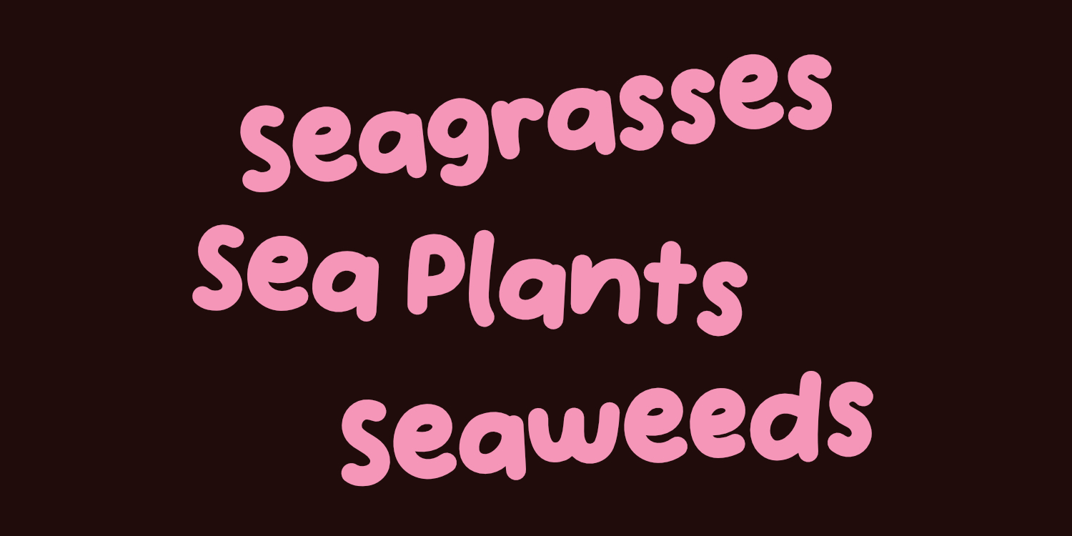 Handpicked Seashells Font Poster #1