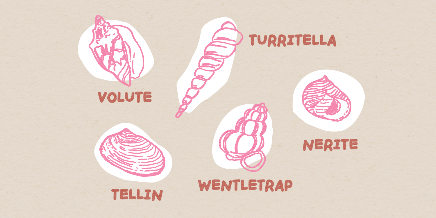 Handpicked Seashells Font Poster #1