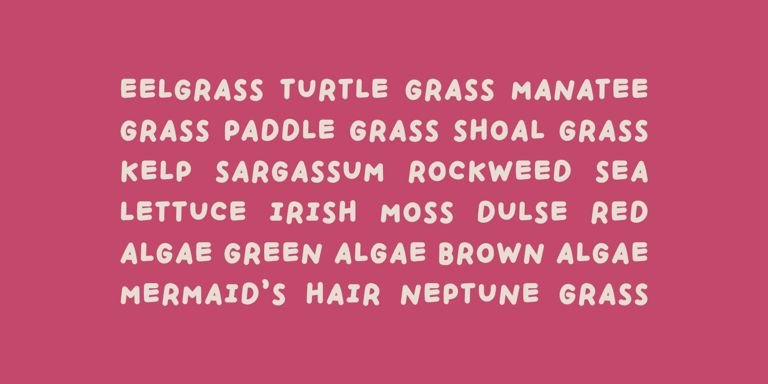 Handpicked Seashells Font Poster #1