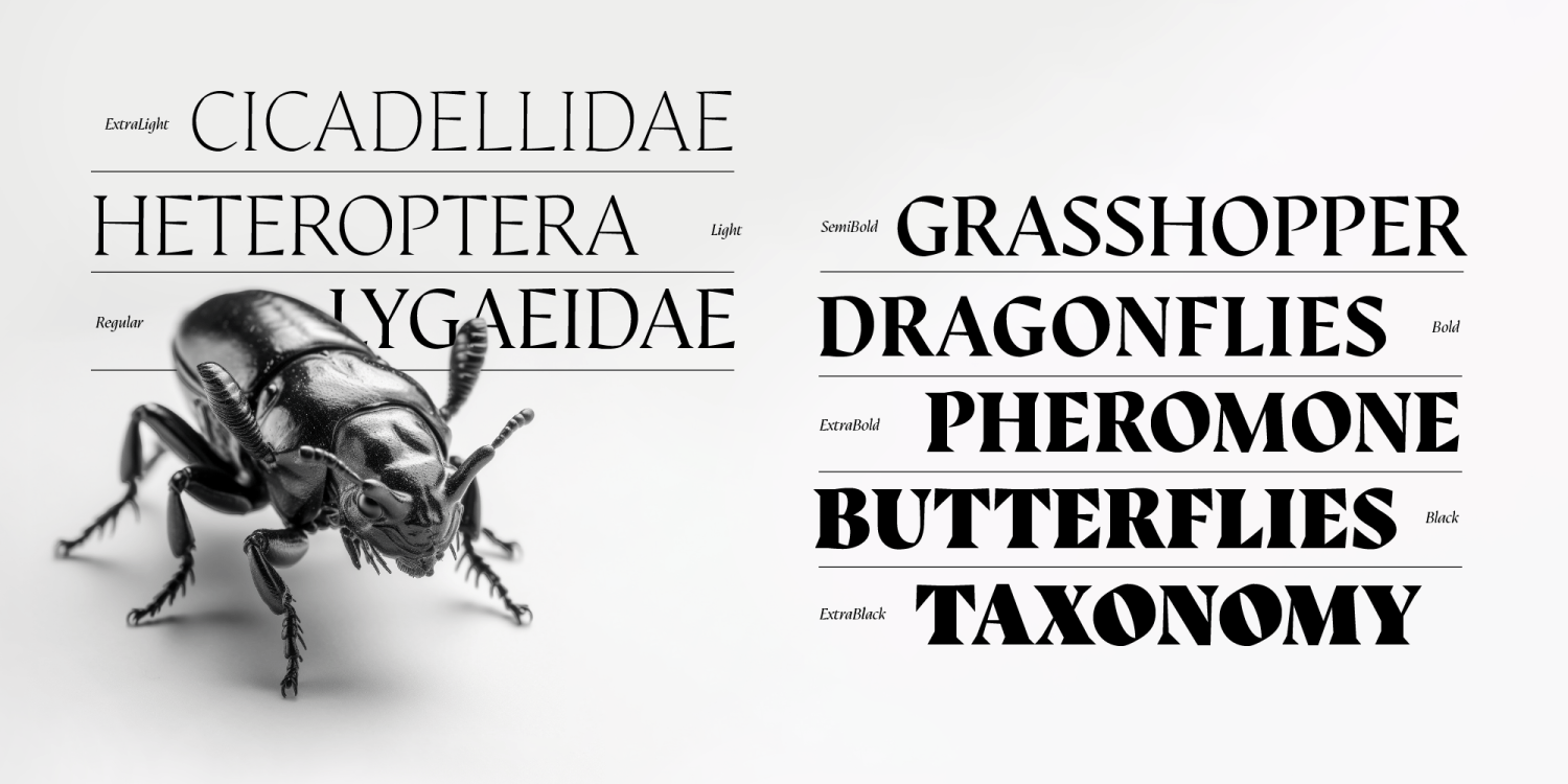 Auge Font Poster #1