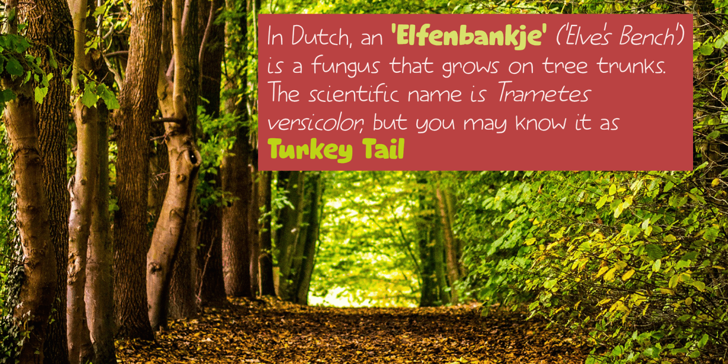 Elfenbankje Font Family By Kitchen Table Type Foundry Font Bros elfenbankje-font-family-by-kitchen-table-type-foundry-font-bros