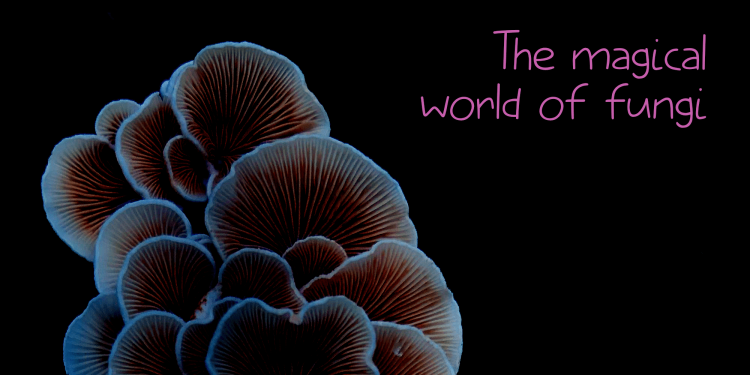 Elfenbankje Font Poster #4