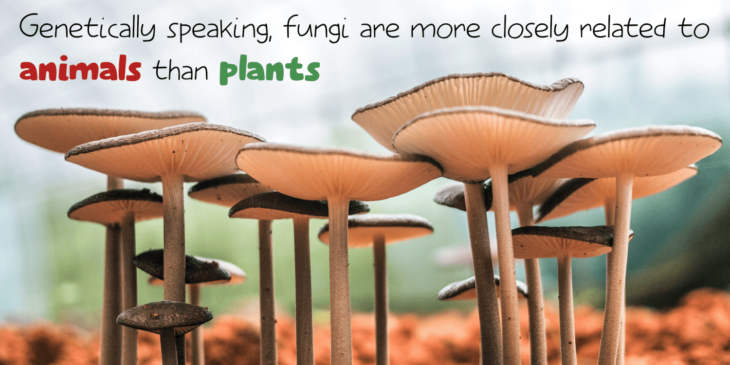 Elfenbankje Font Poster #5