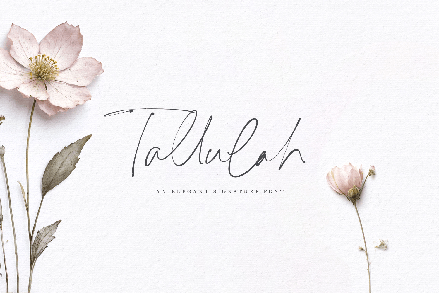 Tallulah Signature Poster