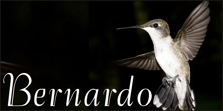 Bernardo Font Family Poster