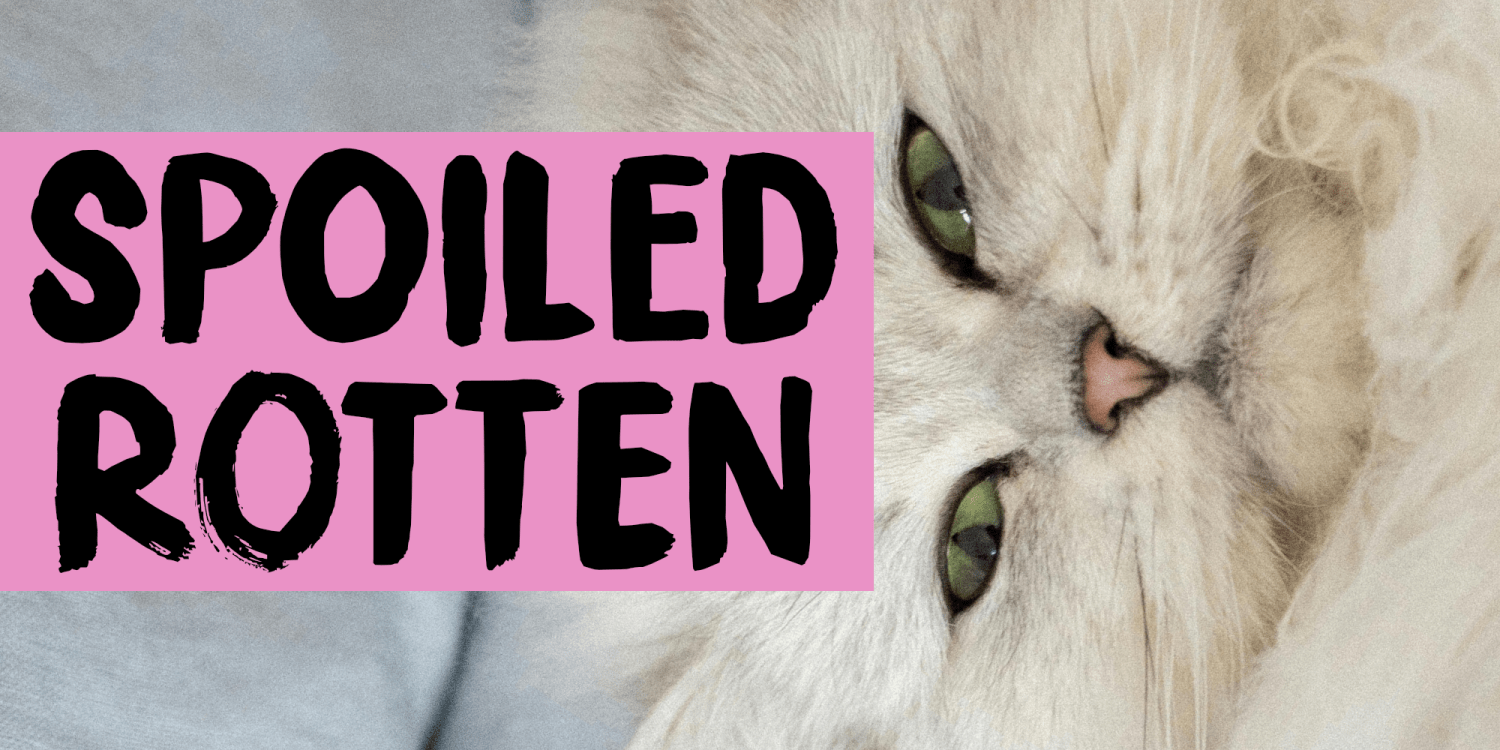 Spoiled Rotten Font Poster #1