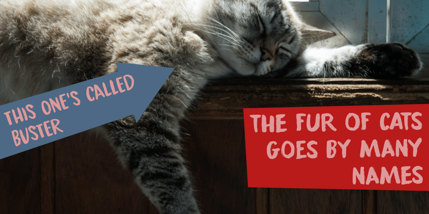 Paradox Brush Font Poster #5